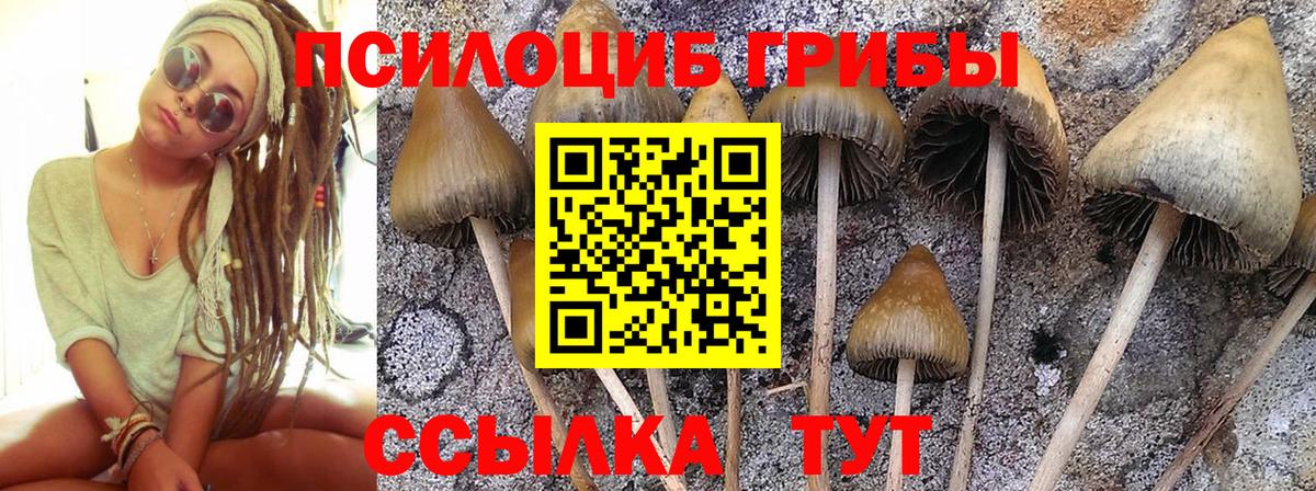 что такое наркотик  Псилоцибиновые грибы GOLDEN TEACHER  Свободный  Вход с VPN  Псилоцибиновые грибы ЛСД 